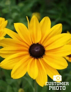 Menu Deer Resistant Sun Garden Collection -Outlet Holland Bulb Farms Store 77190 black eyed susan 3 4