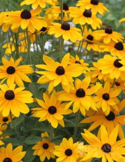 Menu Mid Summer Perennial Collection 23 Menu Mid Summer Perennial Collection -Outlet Holland Bulb Farms Store 77190 black eyed susan 4