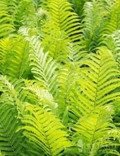 Menu Ostrich Fern -Outlet Holland Bulb Farms Store 77193 ostrich fern 1