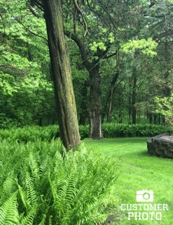 Menu Ostrich Fern -Outlet Holland Bulb Farms Store 77193 ostrich fern 4 1