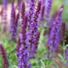 Menu May Night Salvia