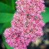 Menu Autumn Joy Sedum 2 Menu Autumn Joy Sedum -Outlet Holland Bulb Farms Store 77195 autumn joy sedum 1