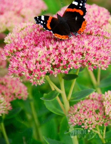 Menu Autumn Joy Sedum 4 Menu Autumn Joy Sedum - Image 2