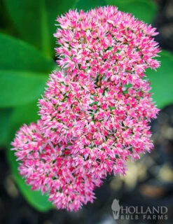 Menu Easy Complete Sun Garden -Outlet Holland Bulb Farms Store 77195 autumn joy sedum