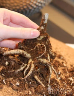 Menu Autumn Joy Sedum 7 Menu Autumn Joy Sedum -Outlet Holland Bulb Farms Store 77195 autumn joy sedum 3 1