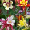 Menu Mixed Aquilegia Or Columbine -Outlet Holland Bulb Farms Store 77196 mixed aquilegia or columbine