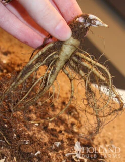 Menu Mixed Aquilegia Or Columbine 10 Menu Mixed Aquilegia Or Columbine -Outlet Holland Bulb Farms Store 77196 mixed aquilegia or columbine 2