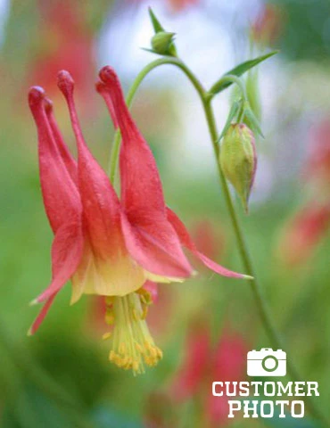 Menu Mixed Aquilegia Or Columbine 5 Menu Mixed Aquilegia Or Columbine - Image 3