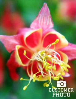 Menu Mixed Aquilegia Or Columbine 14 Menu Mixed Aquilegia Or Columbine -Outlet Holland Bulb Farms Store 77196 mixed aquilegia or columbine 6