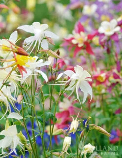 Menu Mixed Aquilegia Or Columbine 15 Menu Mixed Aquilegia Or Columbine -Outlet Holland Bulb Farms Store 77196 mixed aquilegia or columbine 7