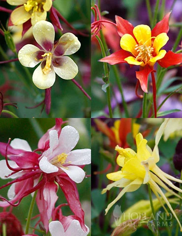 Menu Mixed Aquilegia Or Columbine 3 Menu Mixed Aquilegia Or Columbine