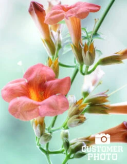 Menu Flamenco Trumpet Vine -Outlet Holland Bulb Farms Store 77205 flamenco trumpet vine 3