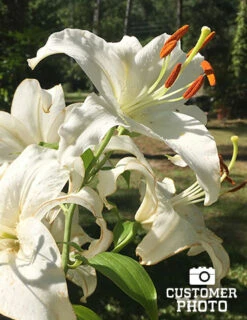 Menu Jumbo Fragrant Lily Collection -Outlet Holland Bulb Farms Store 77214 2018 07 11 casa blanca white lily deborah