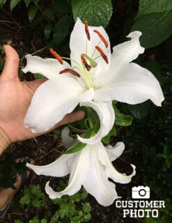 Menu Jumbo Fragrant Lily Collection -Outlet Holland Bulb Farms Store 77214 2018 07 23 casa blanca oriental lily que
