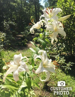 Menu Jumbo Fragrant Lily Collection -Outlet Holland Bulb Farms Store 77214 casa blanca 1