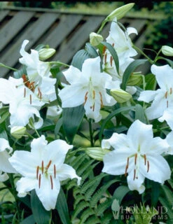 Menu Jumbo Fragrant Lily Collection -Outlet Holland Bulb Farms Store 77214 casa blanca oriental lily 2