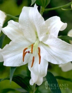 Menu Jumbo Fragrant Lily Collection -Outlet Holland Bulb Farms Store 77214 casa blanca oriental lily
