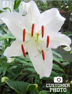 Menu Jumbo Fragrant Lily Collection -Outlet Holland Bulb Farms Store 77214 casa blanca oriental lily 3