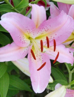 Menu Jumbo Fragrant Lily Collection -Outlet Holland Bulb Farms Store 77215 roberta oriental lilies 1