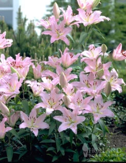 Menu Jumbo Fragrant Lily Collection -Outlet Holland Bulb Farms Store 77215 roberta oriental lilies 2 1