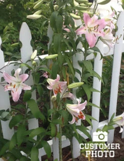 Menu Jumbo Fragrant Lily Collection -Outlet Holland Bulb Farms Store 77215 roberta oriental lilies 3 1