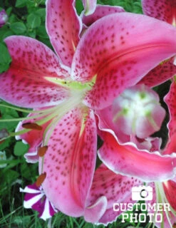 Menu Jumbo Fragrant Lily Collection -Outlet Holland Bulb Farms Store 77217 stargazers 3 1