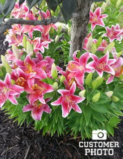 Menu Summer Lily Collection -Outlet Holland Bulb Farms Store 77217 stargazers 4 4