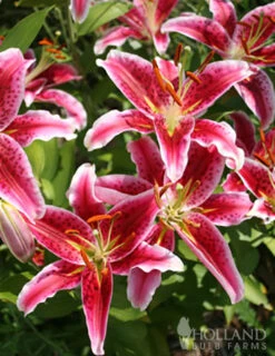 Menu Summer Lily Collection -Outlet Holland Bulb Farms Store 77217 stargazers 5 4