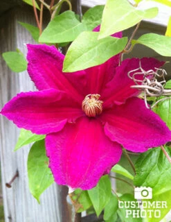 Menu Ernest Markham Clematis -Outlet Holland Bulb Farms Store 77219 ernest markham clematis