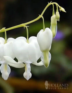 Menu Long Blooming Shade Garden Collection -Outlet Holland Bulb Farms Store 77232 white bleeding heart 1