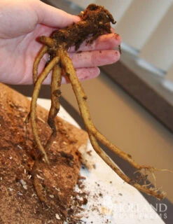 Menu Bleeding Hearts Collection -Outlet Holland Bulb Farms Store 77232 white bleeding heart 2