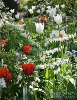 Menu Bleeding Hearts Collection -Outlet Holland Bulb Farms Store 77232 white bleeding heart 3