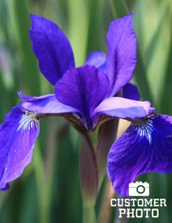 Menu Best Perennials For Wet Soil -Outlet Holland Bulb Farms Store 77239 caesars brother blue siberian iris 2 1