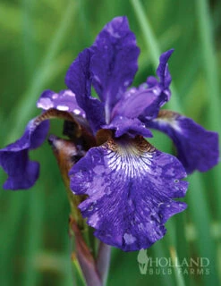 Menu Best Perennials For Wet Soil -Outlet Holland Bulb Farms Store 77239 caesars brother blue siberian iris 4 1
