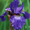 Menu Caesar's Brother Blue Siberian Iris -Outlet Holland Bulb Farms Store 77239 caesars brother blue siberian iris 4 5