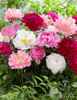 Menu Ultimate Sun Perennial Value Collection 26 Menu Ultimate Sun Perennial Value Collection -Outlet Holland Bulb Farms Store 77246 mixed peonies 1