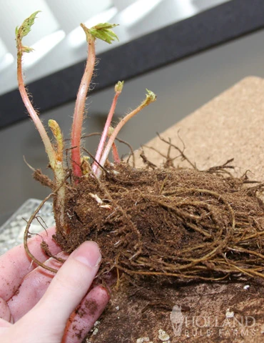 Menu Red, White And Blue Shade Garden 8 Menu Red, White And Blue Shade Garden - Image 6