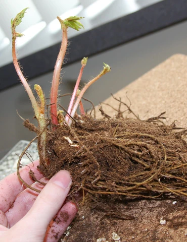 Menu Shady Summer Days Perennial Garden 12 Menu Shady Summer Days Perennial Garden - Image 10