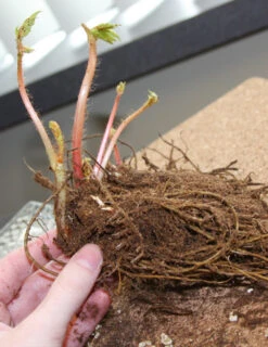 Menu Shady Perennial Mailbox Garden -Outlet Holland Bulb Farms Store 77251 bridal veil astilbe 2 3