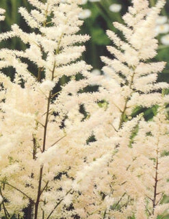 Menu Astilbe Collection -Outlet Holland Bulb Farms Store 77251 bridal veil astilbe 7