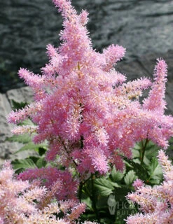 Menu Shady Summer Days Perennial Garden -Outlet Holland Bulb Farms Store 77252 sprite pink astilbe 1