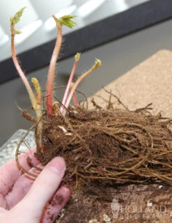 Menu Astilbe Collection -Outlet Holland Bulb Farms Store 77252 sprite pink astilbe 2 2