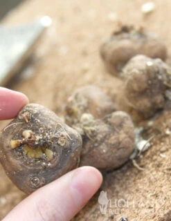 Menu Bridget's Vibrant Sun Perennial Trio -Outlet Holland Bulb Farms Store 77253 liatris 2 2