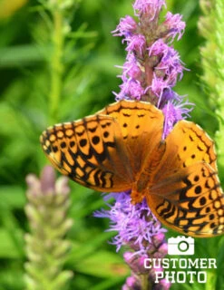 Menu Deer Resistant Summer Collection 33 Menu Deer Resistant Summer Collection -Outlet Holland Bulb Farms Store 77253 liatris 4 1