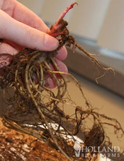 Menu Perennial Cutflower Garden -Outlet Holland Bulb Farms Store 77255 magnus purple coneflower 2