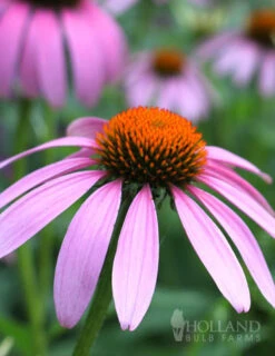 Menu Perennial Cutflower Garden -Outlet Holland Bulb Farms Store 77255 magnus purple coneflower