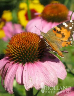 Menu Mid Summer Perennial Collection 31 Menu Mid Summer Perennial Collection -Outlet Holland Bulb Farms Store 77255 magnus purple coneflower 3