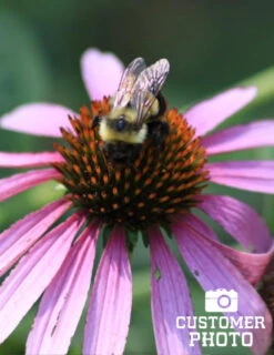 Menu Mid Summer Perennial Collection 33 Menu Mid Summer Perennial Collection -Outlet Holland Bulb Farms Store 77255 magnus purple coneflower 5