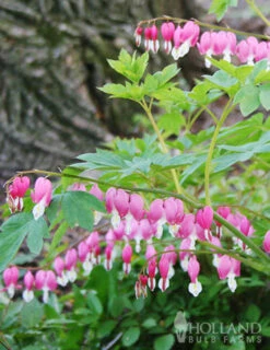 Menu Bleeding Hearts Collection -Outlet Holland Bulb Farms Store 77256 bleeding hearts 2 3