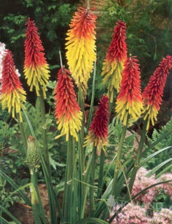 Menu Ultimate Sun Perennial Value Collection 27 Menu Ultimate Sun Perennial Value Collection -Outlet Holland Bulb Farms Store 77259 red hot poker torch lily 1